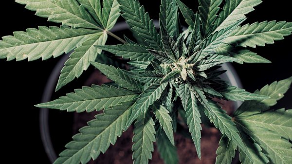 Comprendre les dangers du chanvre